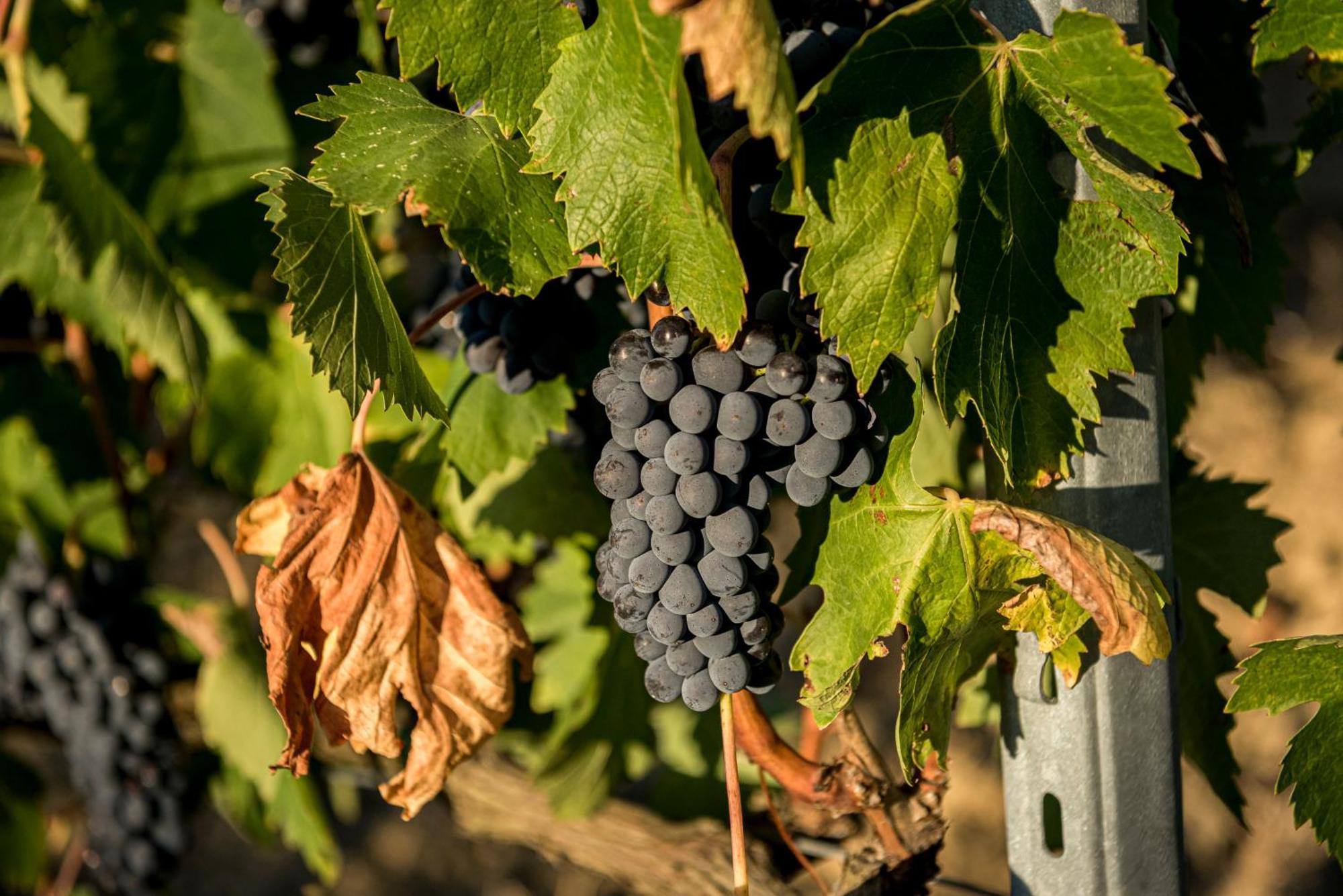 Agriturismo Le Tre Pietre - Podere Nel Chianti Quercegrossa Eksteriør bilde